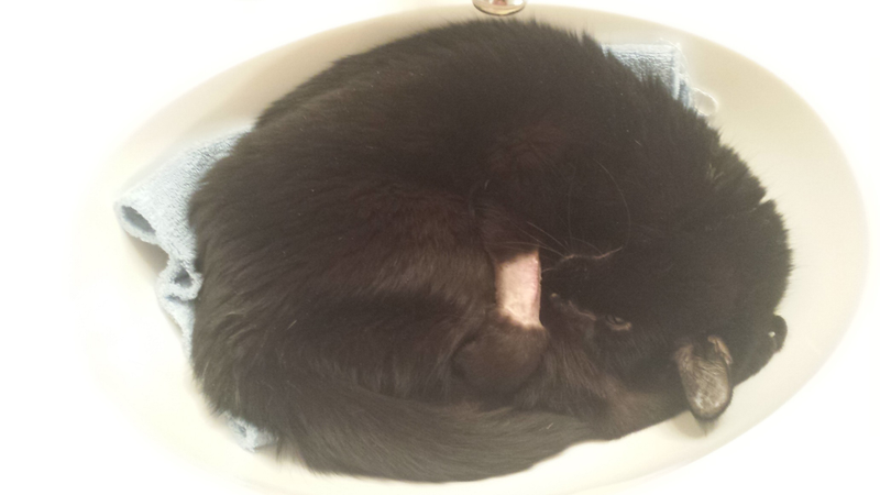 Illustration for article titled Levitas Cat is home from 48 hrs in kitty ICU